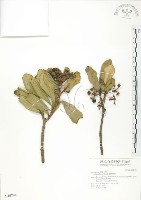 藏品(蘭嶼樹杞、蘭嶼紫金牛)的圖片