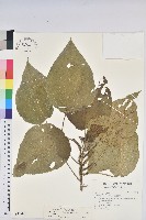 藏品(蘭嶼鐵莧、綠島鐵莧)的圖片