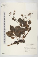 藏品(蘭嶼木耳菜)的圖片