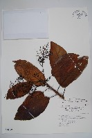 藏品(厚殼樹)的圖片