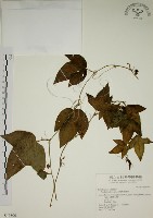 藏品(三角葉西番蓮)的圖片