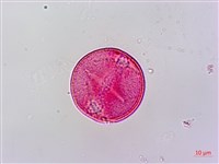 藏品(野桐)的圖片