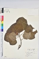 藏品(圓葉血桐)的圖片