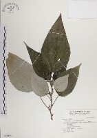 藏品(落尾麻)的圖片