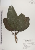 藏品(紅頭咬人狗)的圖片