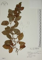 藏品(白木蘇花)的圖片