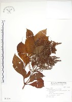 藏品(呂宋水錦樹)的圖片