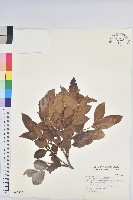 藏品(細葉饅頭果)的圖片