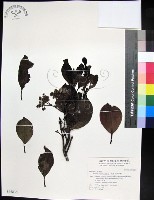 藏品(紅頭李欖, 蘭嶼李欖)的圖片