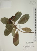 藏品(蘭嶼海桐)的圖片