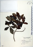 藏品(樹杞)的圖片