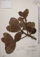 藏品(大葉山欖、臺灣膠木)的圖片