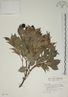 藏品(賽赤楠)的圖片