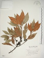 藏品(金新木薑子)的圖片