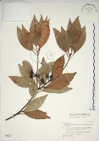 藏品(金新木薑子)的圖片