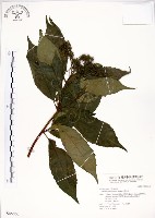 藏品(華八仙)的圖片