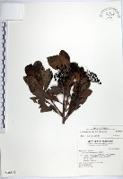 藏品(樹杞)的圖片