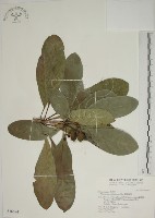 藏品(蘭嶼海桐)的圖片