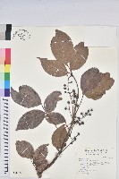 藏品(茄苳、重陽木)的圖片