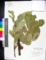 藏品(蘭嶼椌木)的圖片