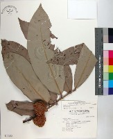 藏品(毛柿)的圖片