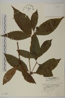 藏品(草珊瑚、紅果金粟蘭)的圖片