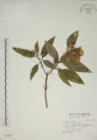 藏品(基尖葉野牡丹、蘭嶼野牡丹)的圖片