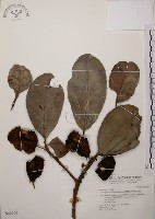 藏品(大葉山欖、臺灣膠木)的圖片