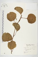 藏品(馬鞍藤)的圖片