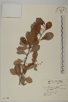 藏品(蘭嶼裸實)的圖片