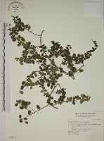 藏品(小葉黃鱔藤)的圖片