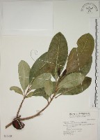 藏品(蘭嶼馬蹄花)的圖片