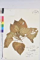 藏品(蘭嶼鐵莧、綠島鐵莧)的圖片