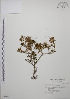 藏品(台灣佛甲草、石板菜)的圖片