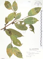藏品(白肉榕、島榕)的圖片