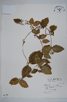 藏品(鷗蔓)的圖片