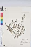 藏品(伏生大戟)的圖片