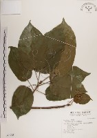 藏品(蘭嶼蘋婆)的圖片