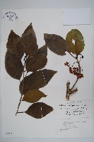 藏品(蘭嶼厚殼樹)的圖片