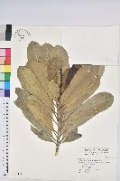 藏品(蘭嶼土沉香)的圖片