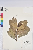 藏品(蘭嶼土沉香)的圖片