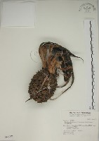 藏品(露兜樹、林投)的圖片