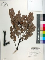 藏品(象牙柿)的圖片