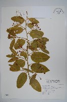 藏品(蘭嶼山柑)的圖片