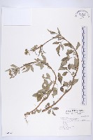 藏品(白花鬼針)的圖片