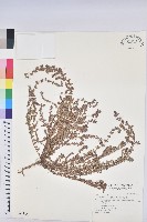 藏品(田代氏大戟)的圖片