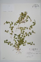 藏品(爵床)的圖片