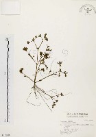 藏品(馬齒莧)的圖片