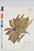 藏品(假鐵莧)的圖片