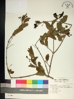 藏品(苦林盤)的圖片